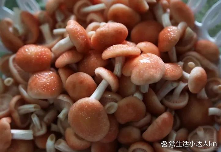 网状蘑菇叫什么名字缩略图