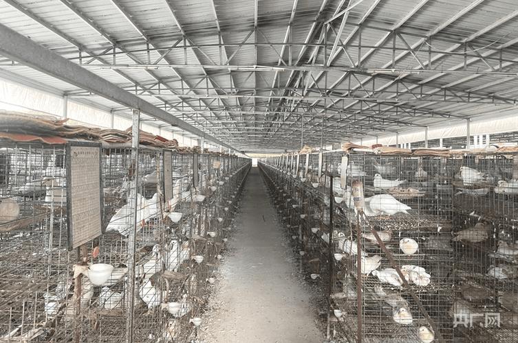 肉鸽养殖大棚设计图