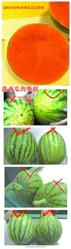 挑西瓜正确方法游戏截图