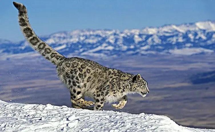 雪豹vs猎豹缩略图