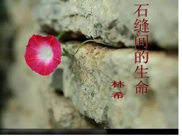 石缝间的生命笔记