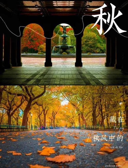 枫叶漫谈的今天视频缩略图