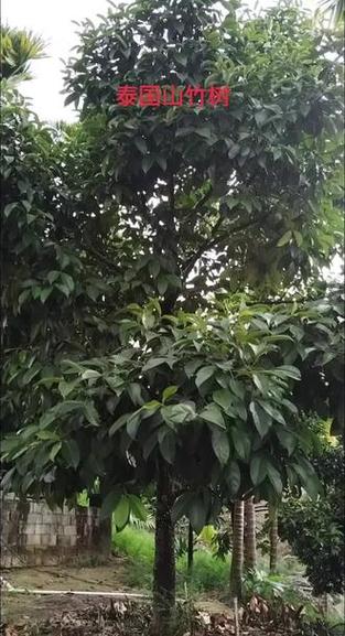 山竹树缩略图