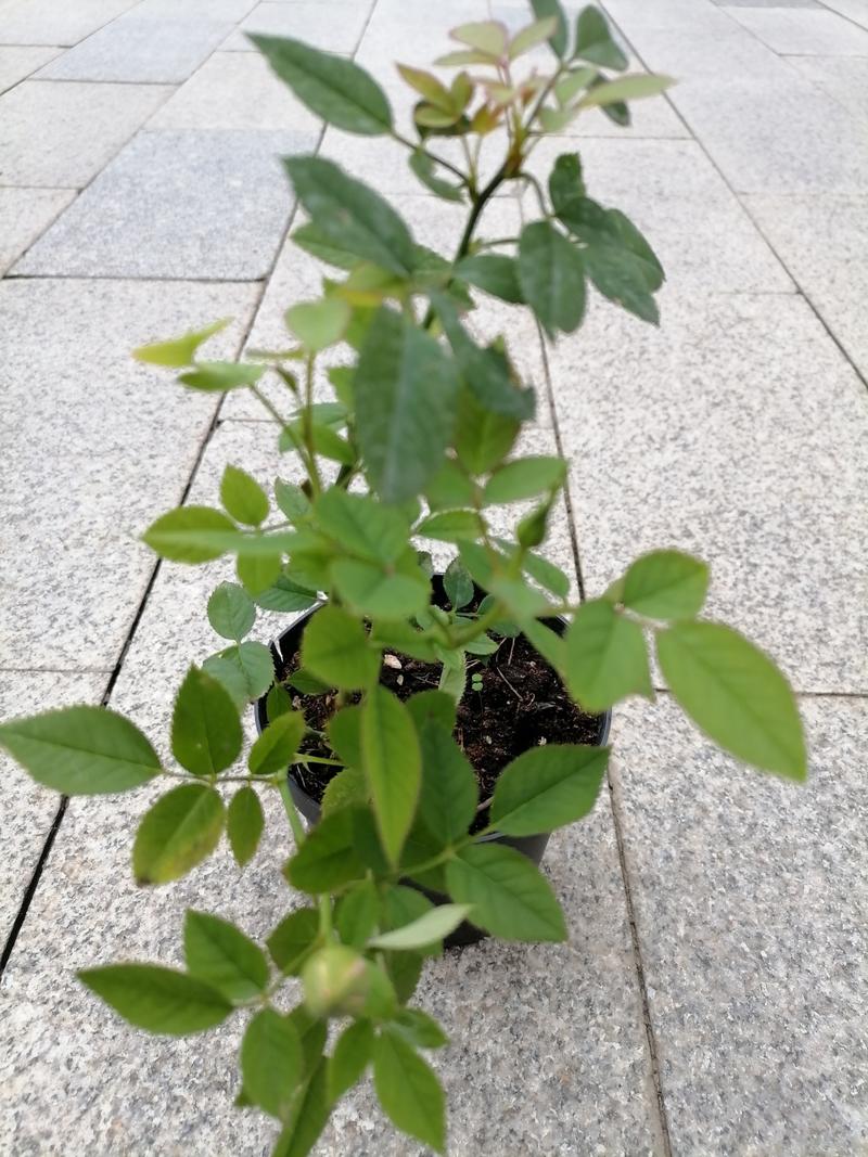 微博别人赞了我却没有显示