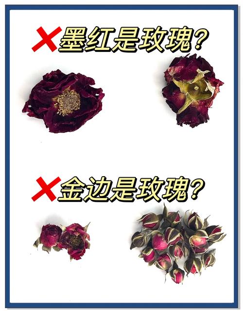 怎么分辨玫瑰和月季游戏截图