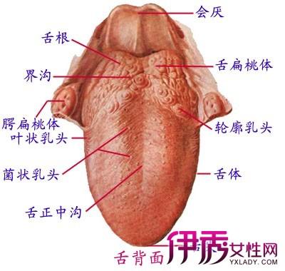 仓鼠后背脱毛看见红色的肉了图标
