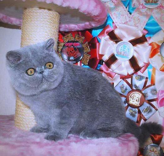 加菲猫寿命缩略图