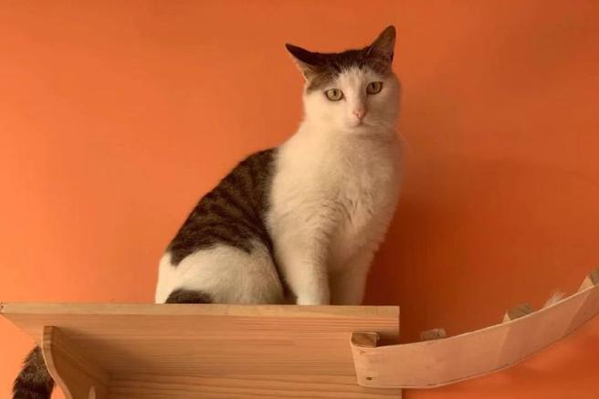 寻找猫舍的方法游戏截图