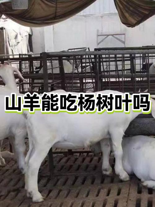 养羊八禁忌缩略图