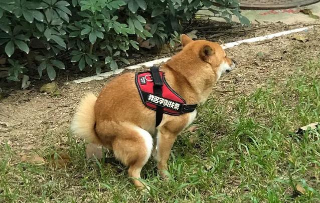 柴犬不在家里拉屎游戏截图