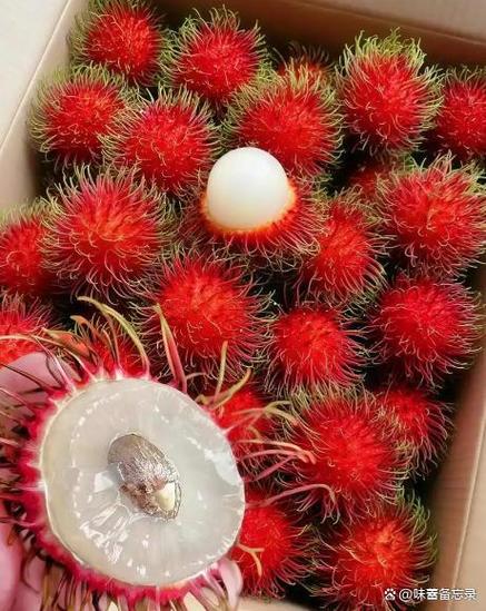 毛荔枝图片缩略图