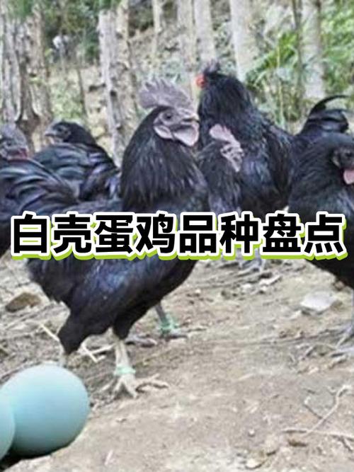 十大白鸡品种排名缩略图