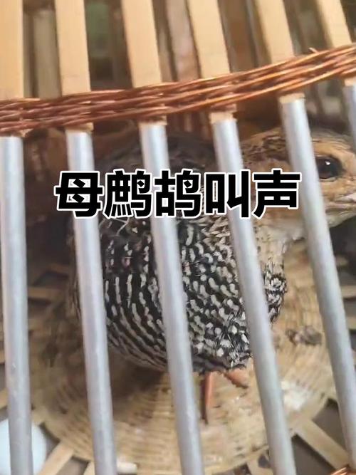 鹧鸪母鸟叫声大全游戏截图