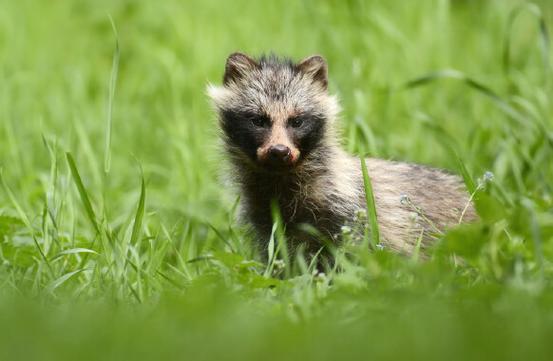 raccoon dog