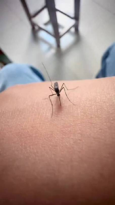 蚊子吸血视频搞笑