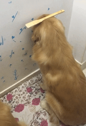 打狗什么部位是要害