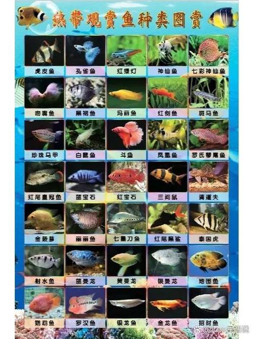 100种鱼的图片缩略图