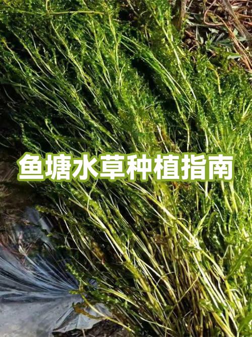 鱼塘种什么草缩略图