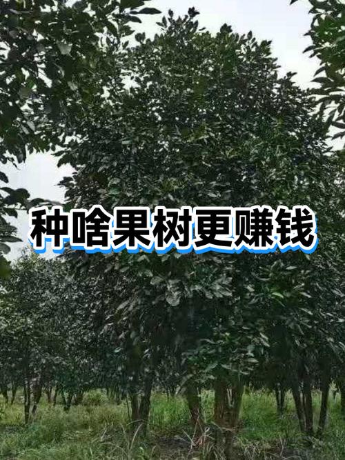 种果树赚钱吗缩略图