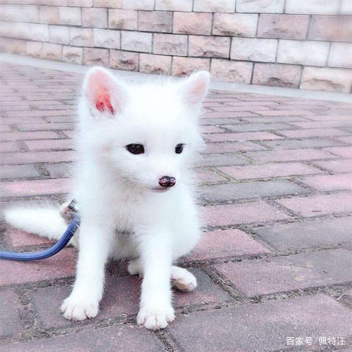 狐狸对主人忠诚吗缩略图