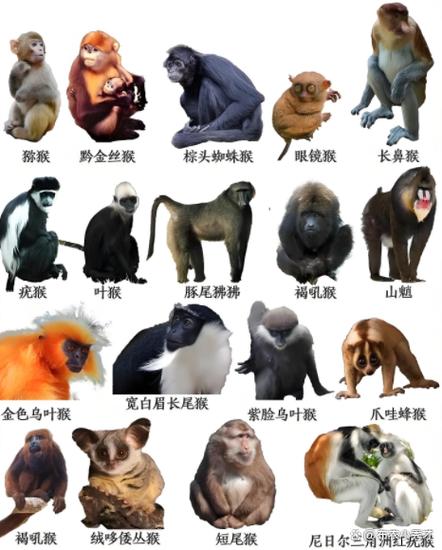 十大猴子排名