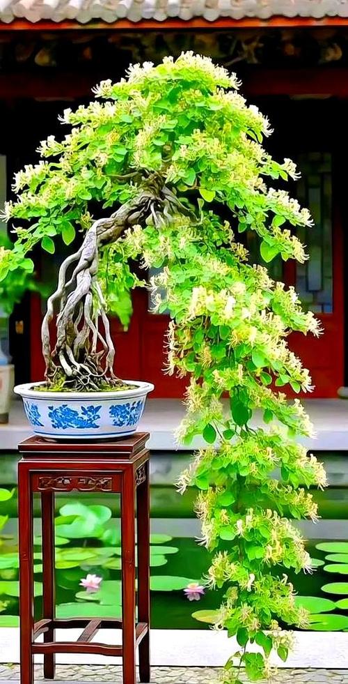 金银花盆景图片图标