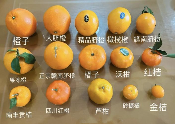 橘子和桔子一样吗