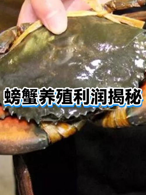 做螃蟹生意的利润游戏截图