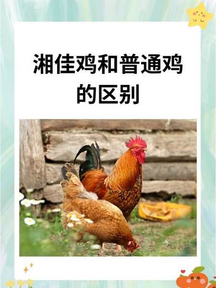 土鸡和普通鸡的区别图片游戏截图