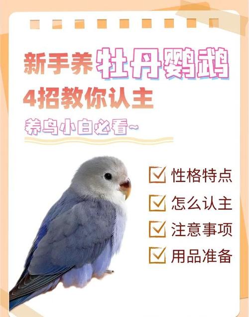 鹦鹉多久会说话缩略图