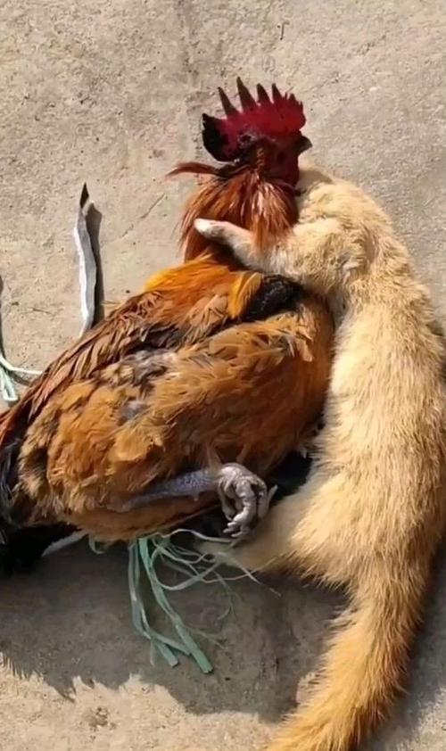 打架鸡能吃吗图标