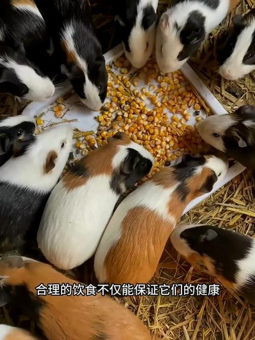 荷兰猪养殖前景如何游戏截图