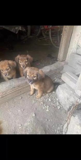 土狗串串品种大全缩略图