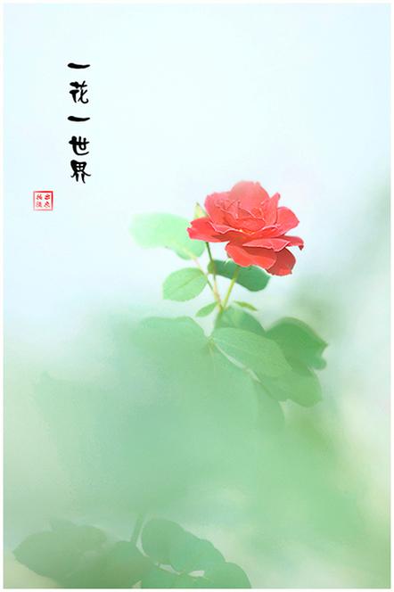 一共有多少种花缩略图