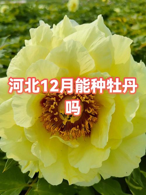 种牡丹赚钱吗缩略图