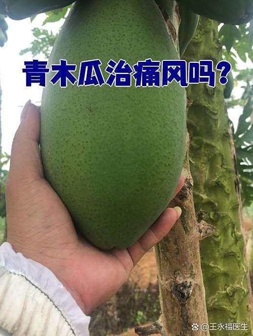 青木瓜缩略图