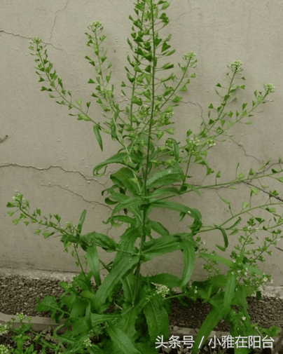 荠菜什么样子图片大全