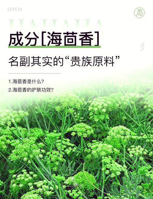 海茴香属于什么档次缩略图