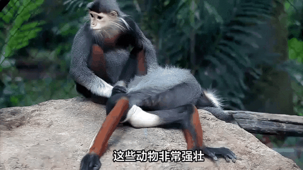 身体最长的动物是什么动物?缩略图