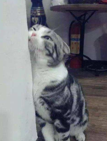 猫咪用身体蹭墙图标