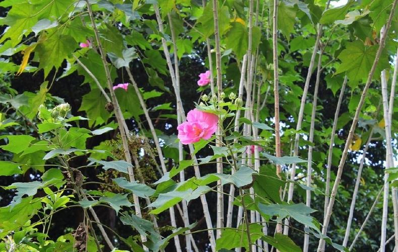 芙蓉花多少钱一斤游戏截图