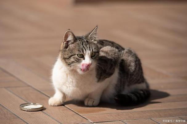 猫叫声音驱赶老鼠播放循环缩略图