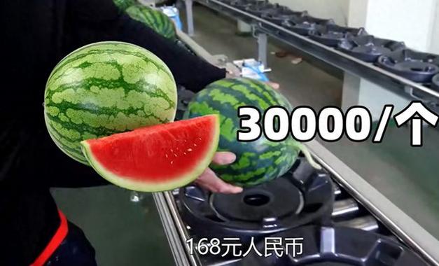 西瓜金币多少等于1元钱缩略图
