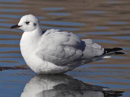 gull和seagull区别