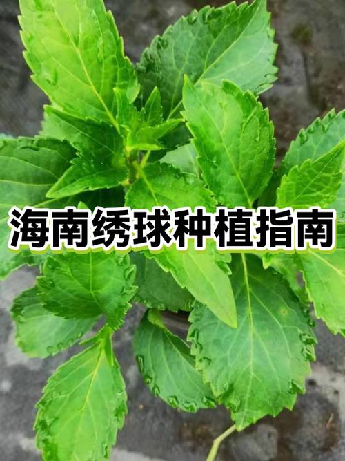 绣球花怎么种植方法图标