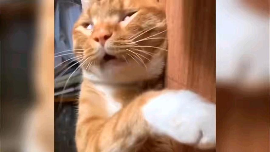 小猫咪搞笑视频笑得肚子疼全集缩略图