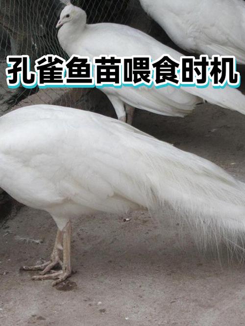 孔雀鱼苗多久喂一次缩略图