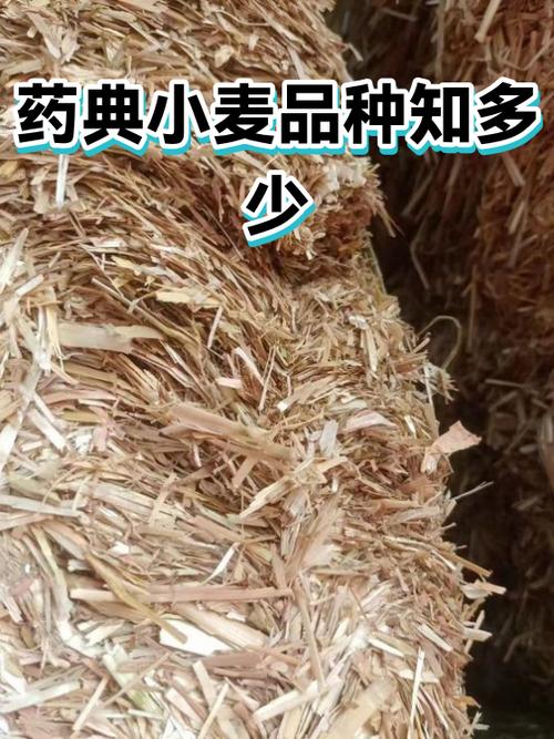 2020版中国药典麦芽图标