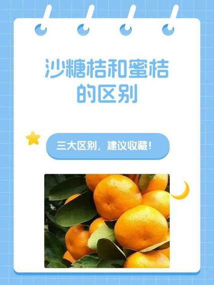 蜜桔和沙糖桔的区别图标