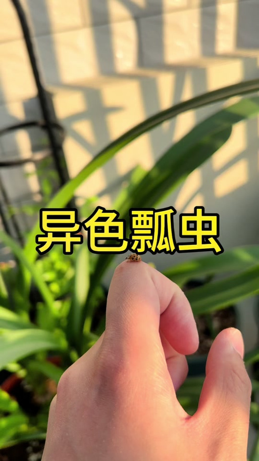 鞘翅怎么飞行游戏截图